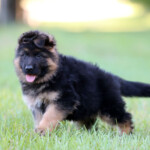 Long coat german shepherd puppy