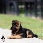 German shepherd puppy for sale