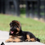 German shepherd puppy for sale