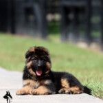 German shepherd puppy for sale