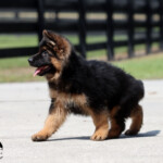 German shepherd puppy for sale