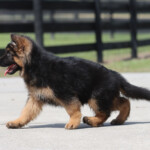 German shepherd puppy for sale