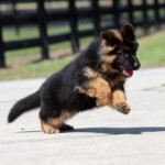 German shepherd puppy for sale