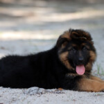 German shepherd puppy for sale