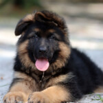 German shepherd puppy for sale