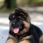 German shepherd puppy for sale