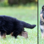 Long coat german shepherd puppy