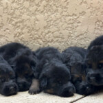 German Shepherd Puppies for sale in Florida German Shepherd Puppies for sale in Florida