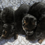 German Shepherd Puppies for sale in Florida German Shepherd Puppies for sale in Florida