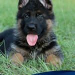 German Shepherd puppy for sale in Florida German Shepherd puppy for sale in Florida