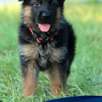 German Shepherd puppy for sale in Florida German Shepherd puppy for sale in Florida