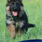 German Shepherd puppy for sale in Florida German Shepherd puppy for sale in Florida