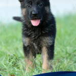 German Shepherd puppy for sale in Florida German Shepherd puppy for sale in Florida