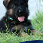 German Shepherd puppy for sale in Florida German Shepherd puppy for sale in Florida