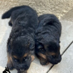 german shepherd puppies for sale in florida german shepherd puppies for sale in florida