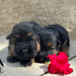 german shepherd puppies for sale in florida german shepherd puppies for sale in florida