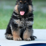 German Shepherd puppy for sale in Florida German Shepherd puppy for sale in Florida