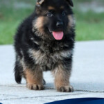 German Shepherd puppy for sale in Florida German Shepherd puppy for sale in Florida