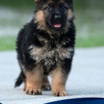 German Shepherd puppy for sale in Florida German Shepherd puppy for sale in Florida