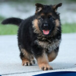 German Shepherd puppy for sale in Florida German Shepherd puppy for sale in Florida