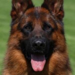 German Shepherd Stud German Shepherd Stud