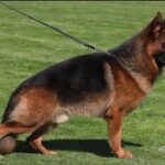German Shepherd Stud German Shepherd Stud