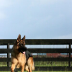 Grimmo a.d. Aurum Zwinger, Adult German Shepherd for sale Grimmo a.d. Aurum Zwinger, Adult German Shepherd for sale