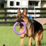 Grimmo a.d. Aurum Zwinger, Adult German Shepherd for sale Grimmo a.d. Aurum Zwinger, Adult German Shepherd for sale