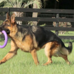 Grimmo a.d. Aurum Zwinger, Adult German Shepherd for sale Grimmo a.d. Aurum Zwinger, Adult German Shepherd for sale