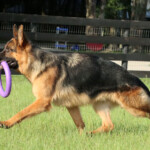 Grimmo a.d. Aurum Zwinger, Adult German Shepherd for sale Grimmo a.d. Aurum Zwinger, Adult German Shepherd for sale