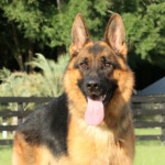 Grimmo a.d. Aurum Zwinger, Adult German Shepherd for sale Grimmo a.d. Aurum Zwinger, Adult German Shepherd for sale