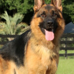 Grimmo a.d. Aurum Zwinger, Adult German Shepherd for sale Grimmo a.d. Aurum Zwinger, Adult German Shepherd for sale