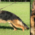 Adult german shepherd for sale