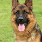 adult german shepherd for sale