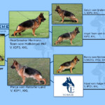 German Shepherd from european bloodline