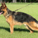 Adult german shepherd for sale in florida