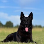 Black showline stud german shepherd in USA Black showline stud german shepherd in USA