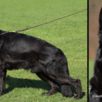Black showline stud german shepherd in USA Black showline stud german shepherd in USA