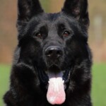 Black showline stud german shepherd in USA Black showline stud german shepherd in USA