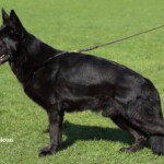 Black showline stud german shepherd in USA Black showline stud german shepherd in USA