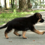 German Shepherd puppy running German Shepherd Puppy