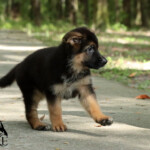 Farley German Shepherd Puppy