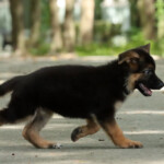 Farley German Shepherd Puppy