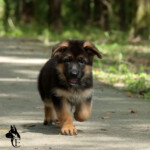 Farley German Shepherd Puppy