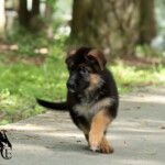 Farley German Shepherd Puppy