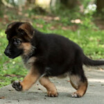 Farley German Shepherd Puppy