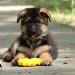 Farley German Shepherd Puppy