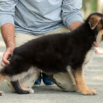 Farley German Shepherd Puppy
