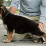 Farley German Shepherd Puppy