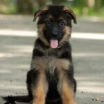 Farley German Shepherd Puppy